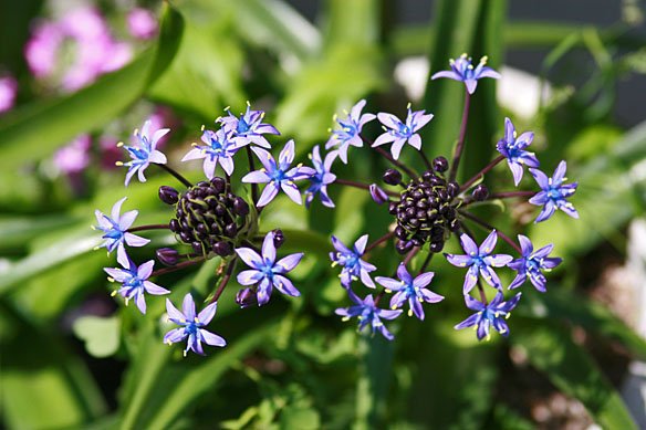 [Flower]