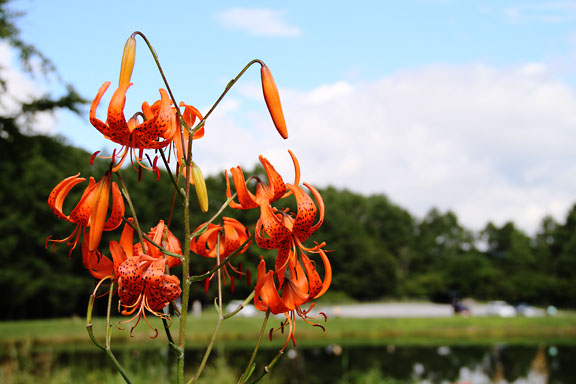 [Summar Flowers]