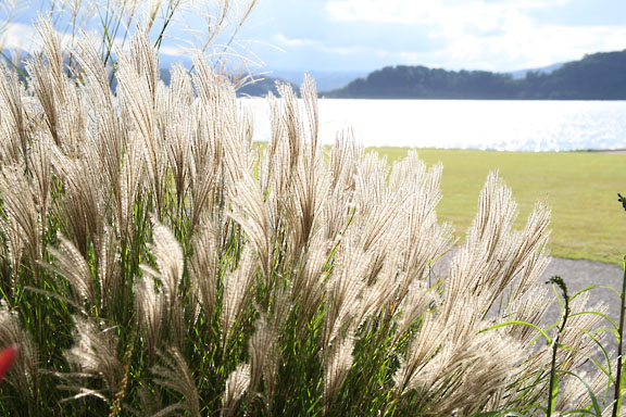 [Jpn.Pampas grass]