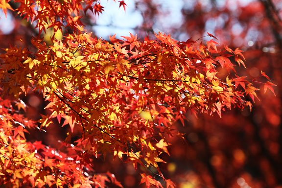 [Red leaves]