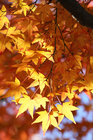 [Red leaves]