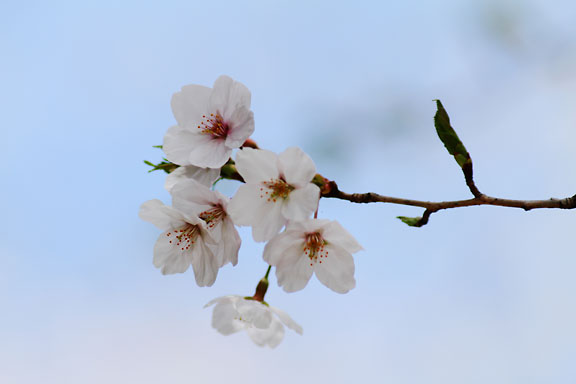 [SAKURA]