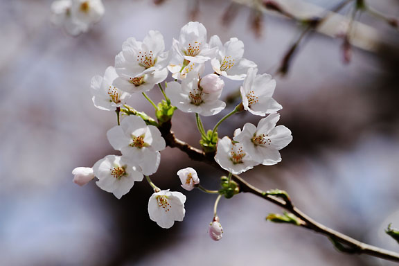 [SAKURA]