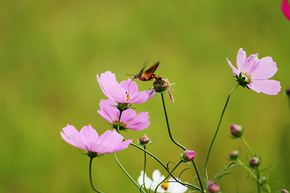 [Cosmos]