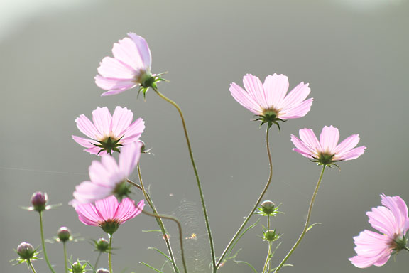 [Cosmos]
