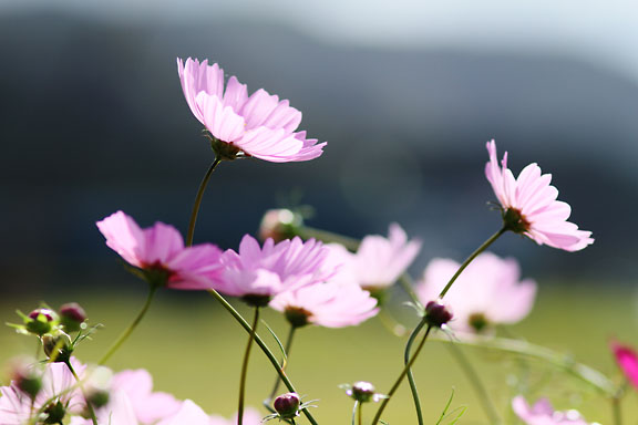 [Cosmos]