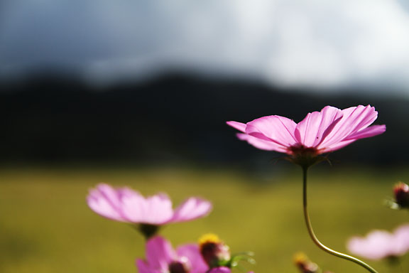 [Cosmos]