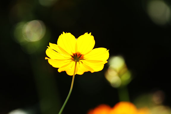 [Cosmos]