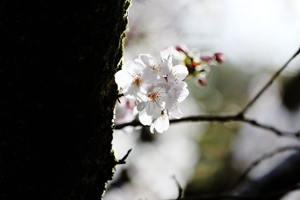 [Sakura]