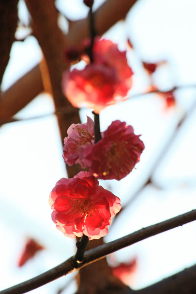 [Ume]