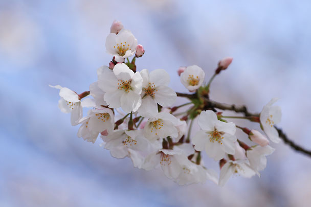 [Sakura]