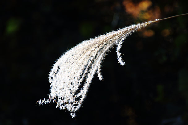 [Fall]