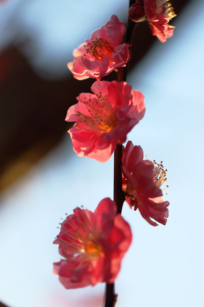 [Ume]