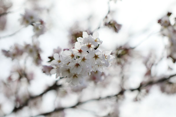 [SAKURA]