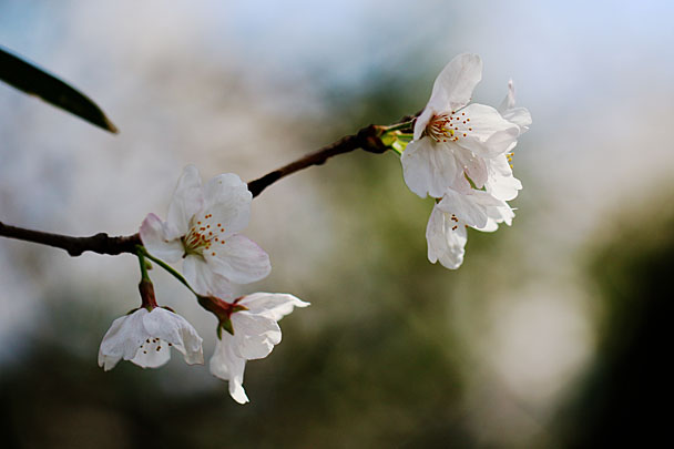 [SAKURA]