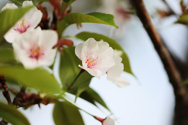 [Sakura]