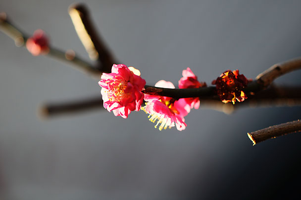 [Ume]