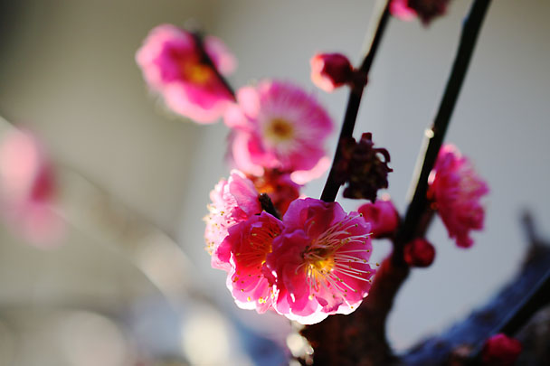 [Ume]