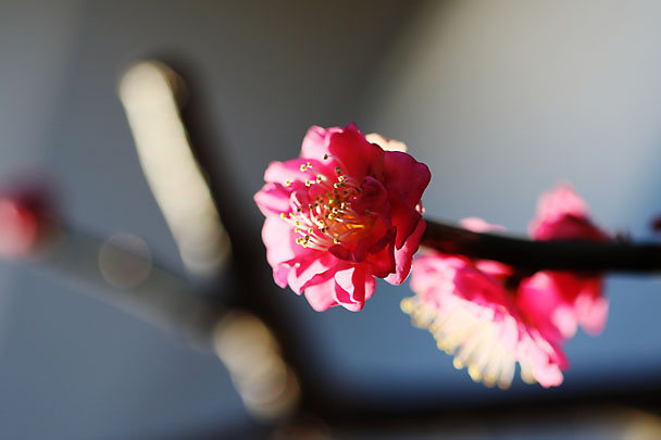 [Ume]