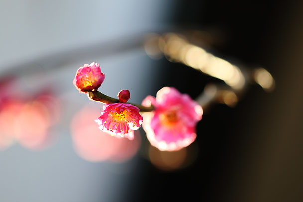 [Ume]