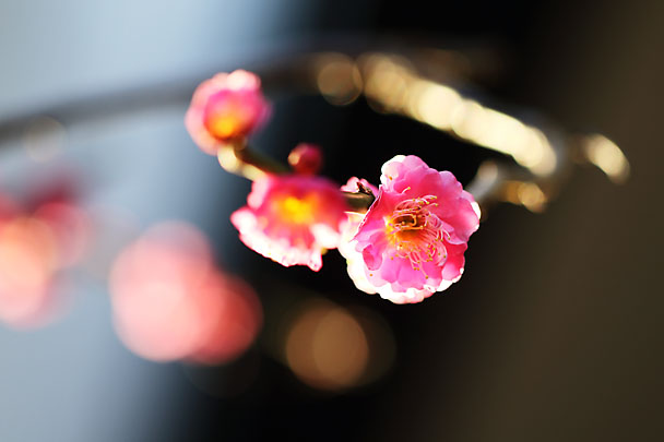 [Ume]