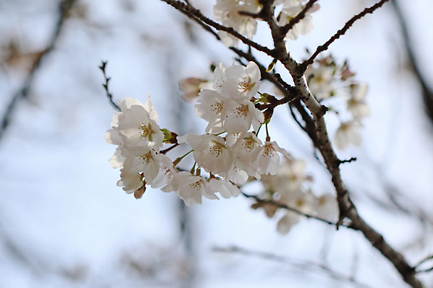 [Sakura]