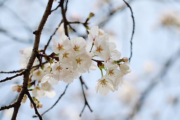 [Sakura]