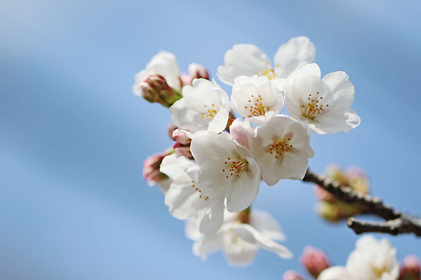 [Sakura]