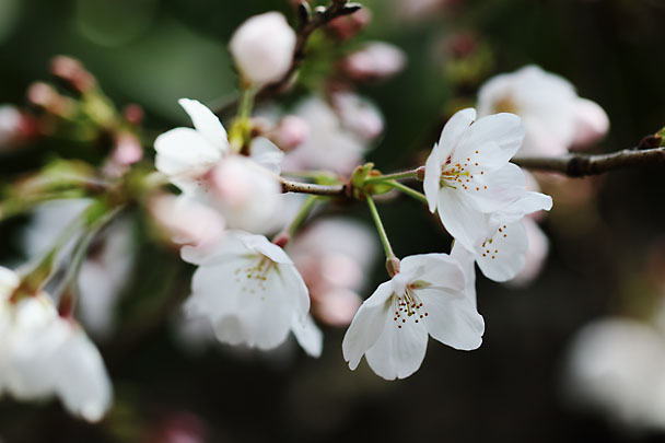 [Sakura]