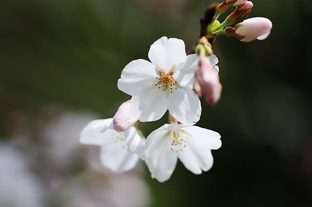 [Sakura]