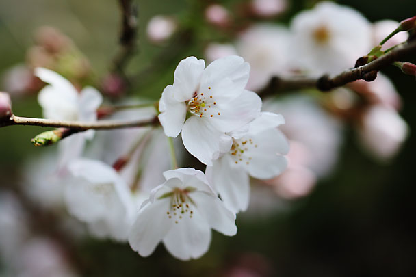 [Sakura]