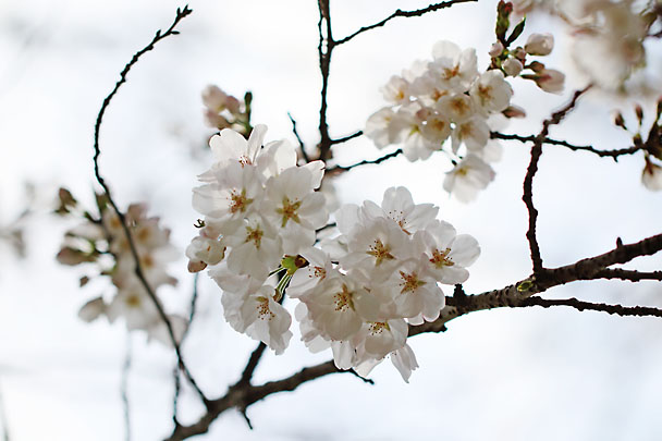 [Sakura]