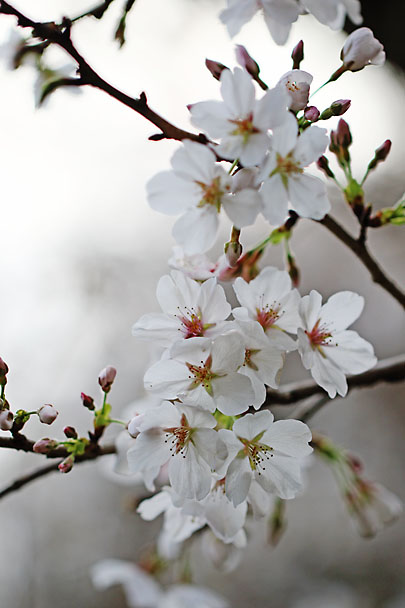 [Sakura]