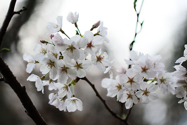 [Sakura]
