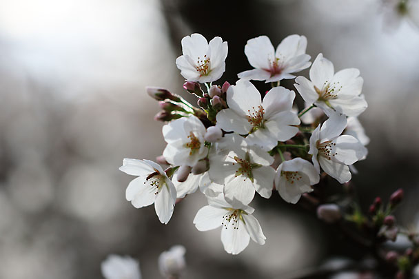 [Sakura]