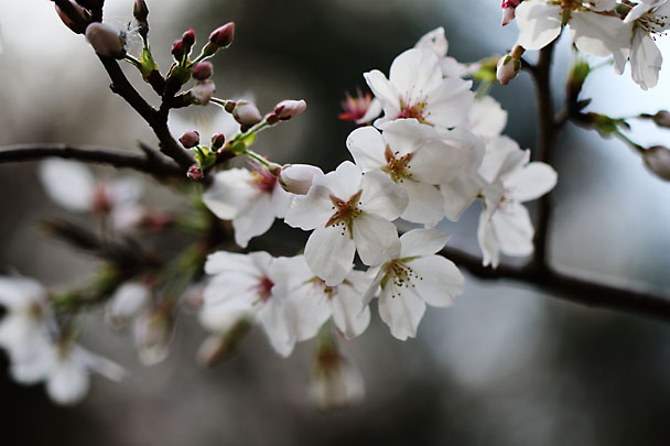 [Sakura]