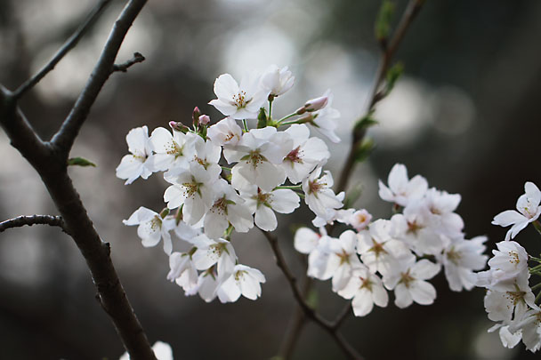 [Sakura]