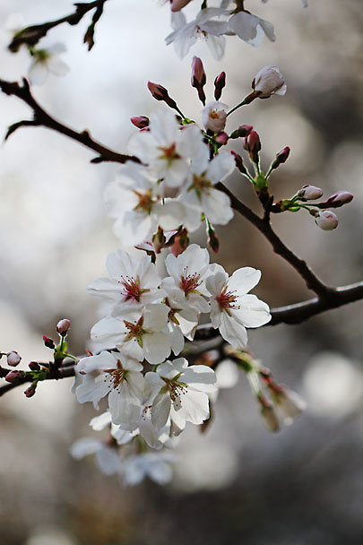 [Sakura]