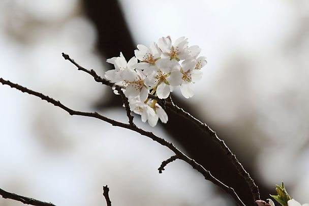 [Sakura]