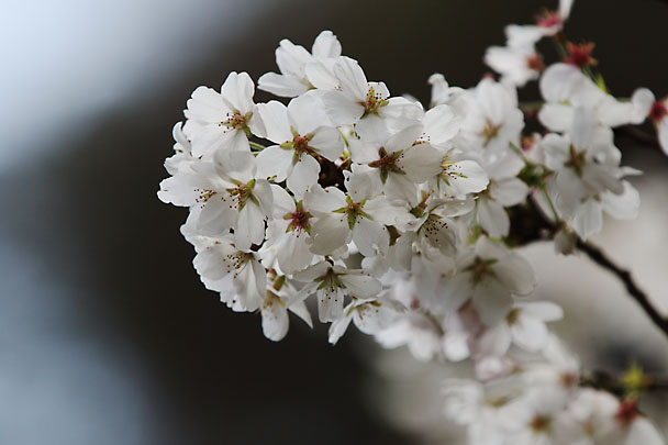 [Sakura]