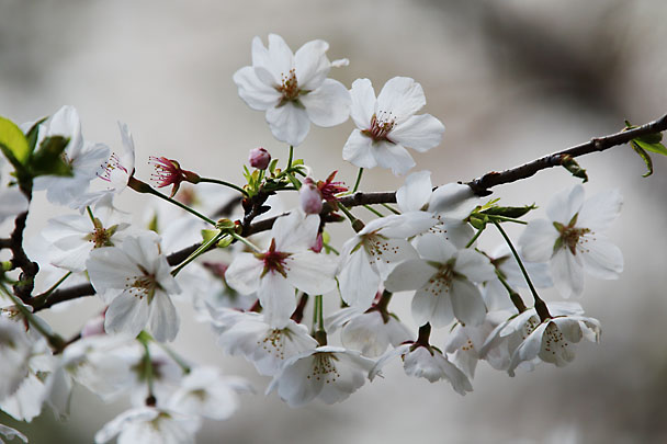 [Sakura]