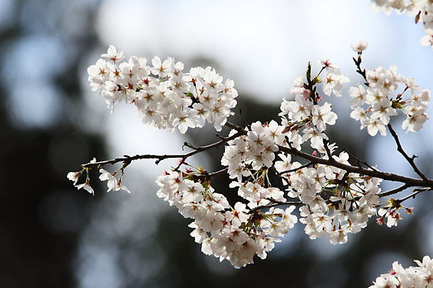 [Sakura]