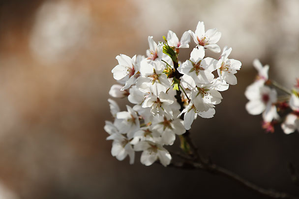 [Sakura]