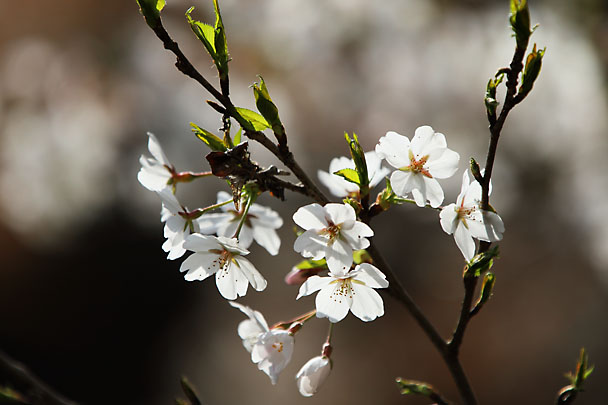 [Sakura]