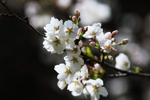 [Sakura]