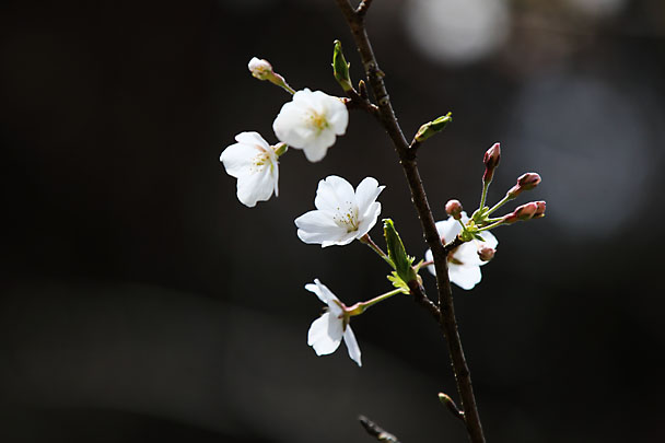 [Sakura]
