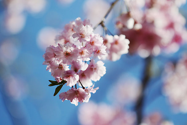 [Sakura]