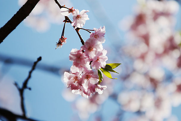 [Sakura]