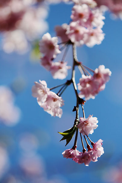 [Sakura]