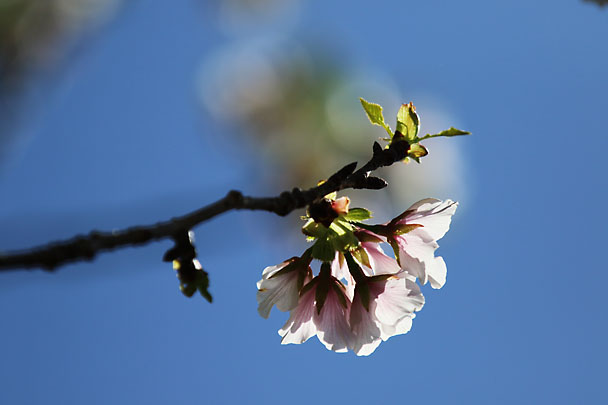 [Sakura]